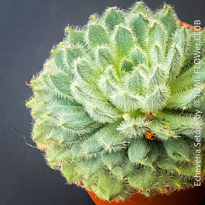 Echeveria Setosa - sun loving, silver blue succulent for sale at TOMs FLOWer CLUB