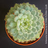 Echeveria Setosa - sun loving, silver blue succulent for sale at TOMs FLOWer CLUB