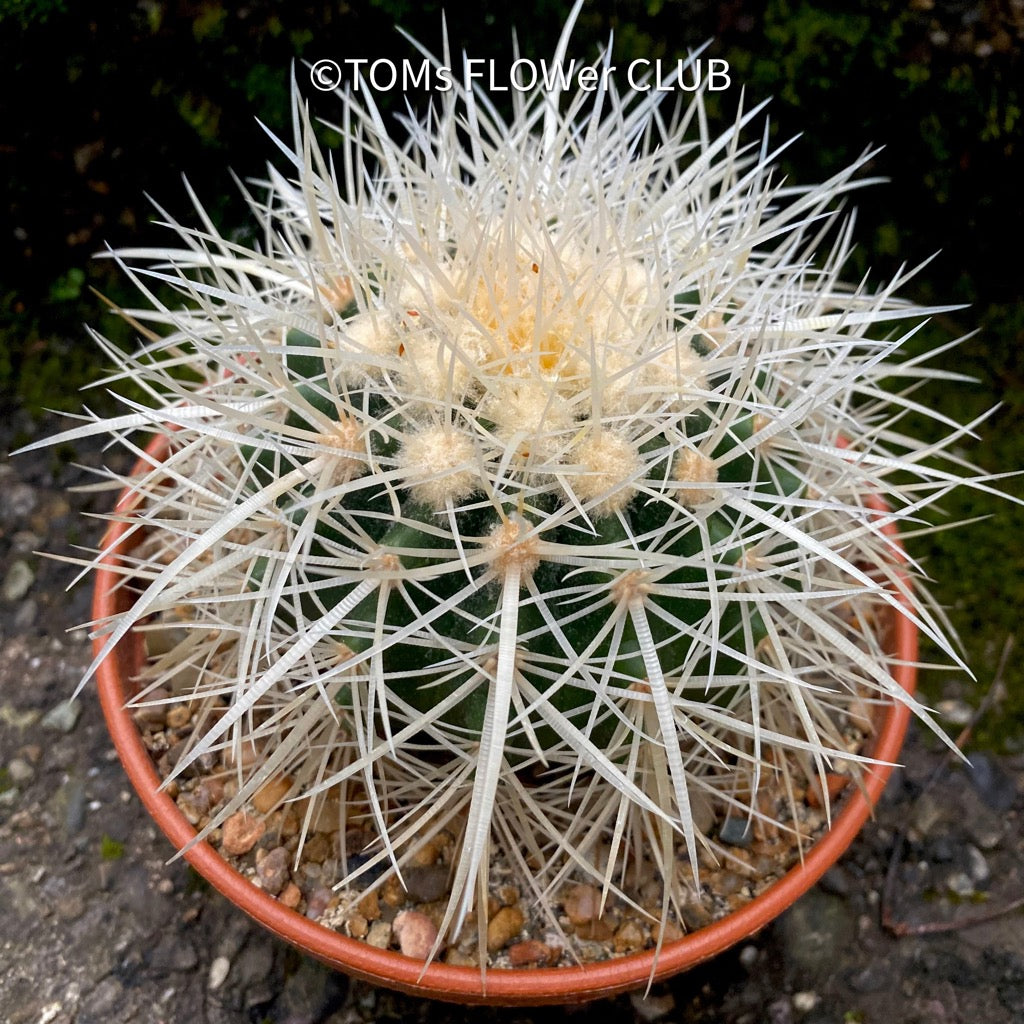 Echinocactus Grusonii Albispinus | organically grown succulent