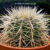 Echinocactus Grusonii Albispinus, golden barrel cactus, organically grown succulent plants for sale at TOMs FLOWer CLUB.