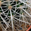 Echinocactus Grusonii Albispinus, golden barrel cactus, organically grown succulent plants for sale at TOMs FLOWer CLUB.