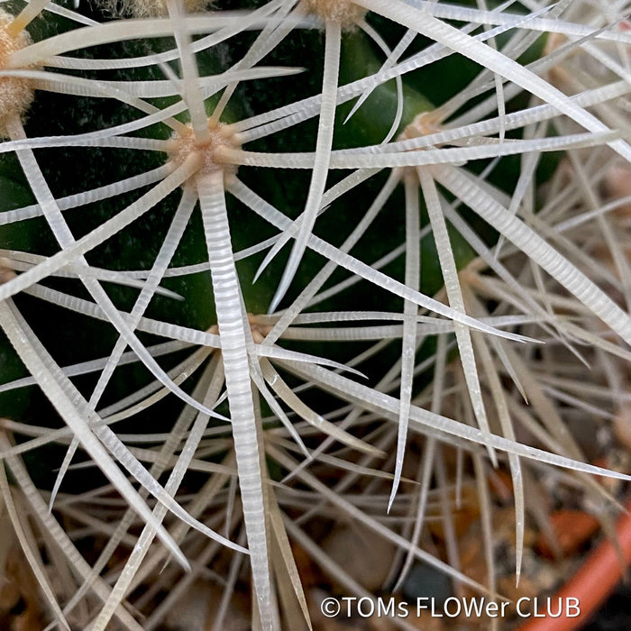 Echinocactus Grusonii Albispinus, golden barrel cactus, organically grown succulent plants for sale at TOMs FLOWer CLUB.