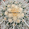 Echinocactus Grusonii Albispinus, golden barrel cactus, organically grown succulent plants for sale at TOMs FLOWer CLUB.