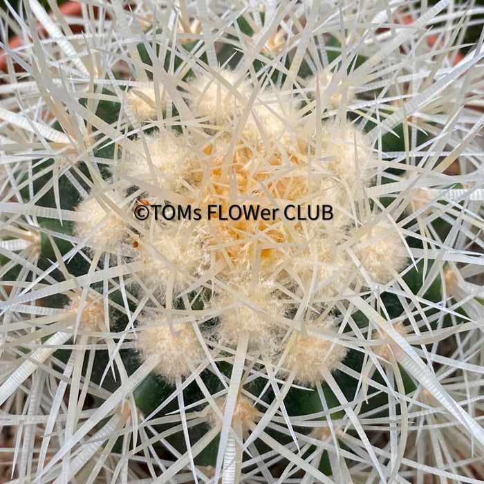 Echinocactus Grusonii Albispinus, golden barrel cactus, organically grown succulent plants for sale at TOMs FLOWer CLUB.