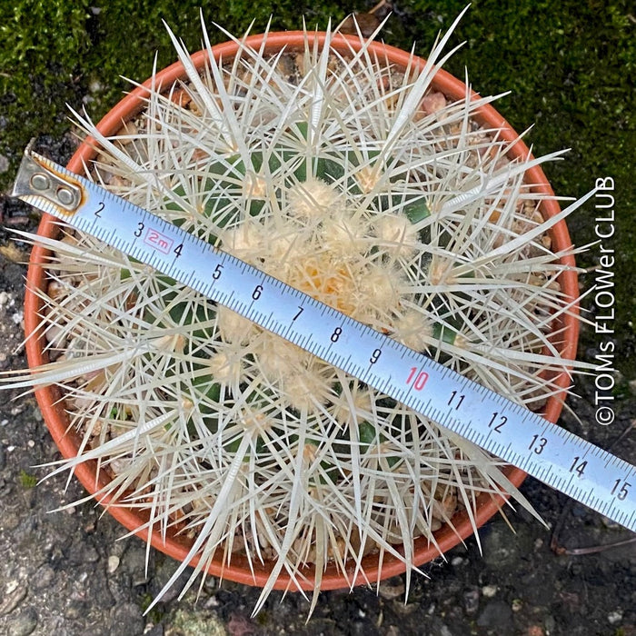 Echinocactus Grusonii Albispinus, golden barrel cactus, organically grown succulent plants for sale at TOMs FLOWer CLUB.