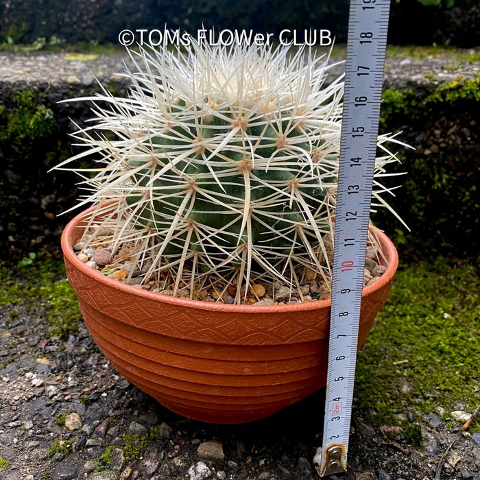 Echinocactus Grusonii Albispinus, golden barrel cactus, organically grown succulent plants for sale at TOMs FLOWer CLUB.