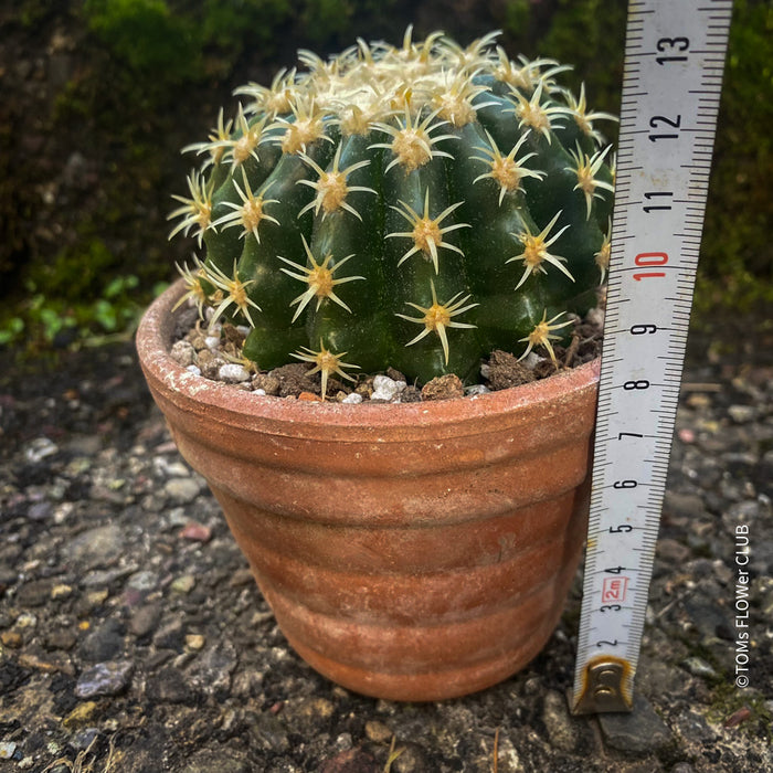 Echinocactus Grusonii Brevispinum, organically grown succulent plants for sale at TOMsFLOWer CLUB.