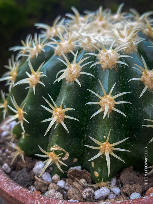 Echinocactus Grusonii Brevispinum, organically grown succulent plants for sale at TOMsFLOWer CLUB.