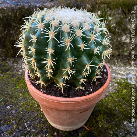Echinocactus Grusonii Brevispinum, organically grown succulent plants and cactus for sale at TOMs FLOWer CLUB.