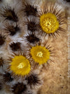 Echinocactus grusoni, organically grown succulent plants for sale at TOMs FLOWer CLUB.