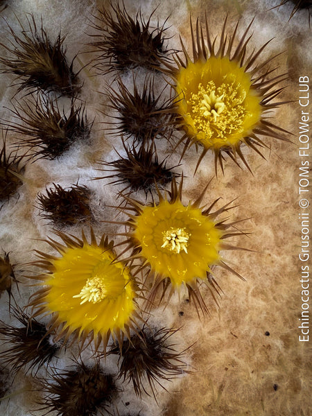 Echinocactus grusoni, organically grown succulent plants for sale at TOMs FLOWer CLUB.