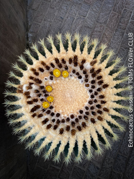 Echinocactus grusoni, organically grown succulent plants for sale at TOMs FLOWer CLUB.