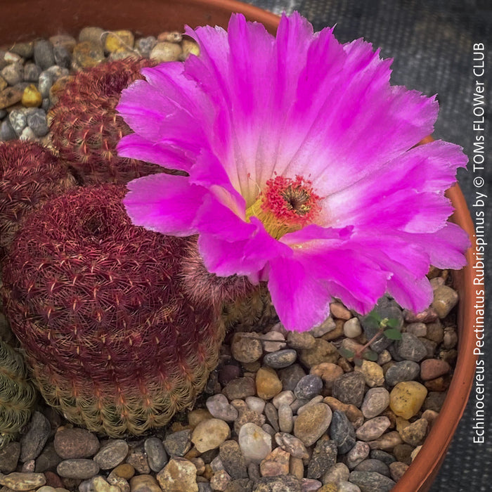 Echinocereus Pectinatus Rubrispinus Cactus, Affenschwanzkaktus, Kaktus, cactus, hairy cactus, organically grown succulent plants for sale at TOMs FLOWer CLUB.