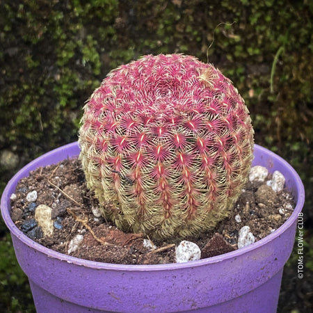 Echinocereus Pectinatus Rubrispinus Cactus, Affenschwanzkaktus, Kaktus, cactus, hairy cactus, organically grown succulent plants for sale at TOMs FLOWer CLUB.