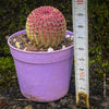 Echinocereus Pectinatus Rubrispinus Cactus, Affenschwanzkaktus, Kaktus, cactus, hairy cactus, organically grown succulent plants for sale at TOMs FLOWer CLUB.