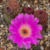 Echinocereus Pectinatus Rubrispinus Cactus, Affenschwanzkaktus, Kaktus, cactus, hairy cactus, organically grown succulent plants for sale at TOMs FLOWer CLUB.