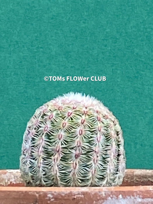 Echinocereus Pectinatus Rubrispinus Cactus, Affenschwanzkaktus, Kaktus, cactus, hairy cactus, organically grown succulent plants for sale at TOMs FLOWer CLUB.