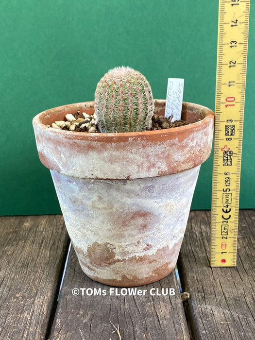 Echinocereus Pectinatus Rubrispinus Cactus, Affenschwanzkaktus, Kaktus, cactus, hairy cactus, organically grown succulent plants for sale at TOMsFLOWer CLUB.