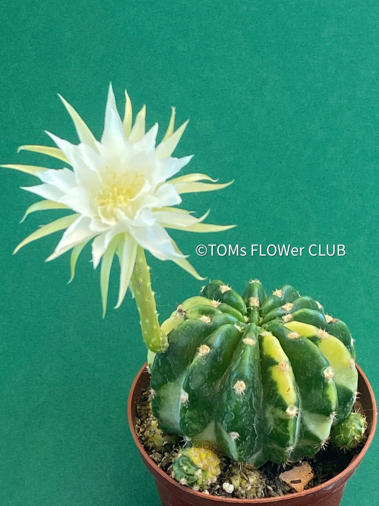 Echinopsis Eyriesii Aurea Variegata