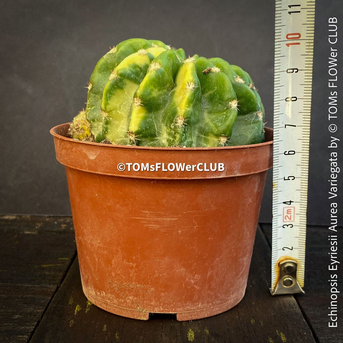 Echinopsis Eyriesii Aurea Variegata cactus for sale at TOMs FLOWer CLUB.