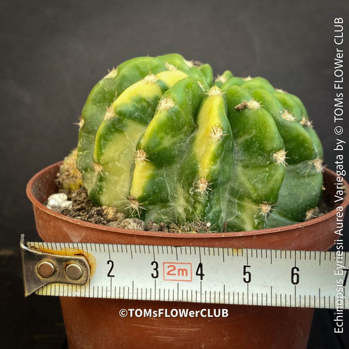 Echinopsis Eyriesii Aurea Variegata cactus for sale at TOMs FLOWer CLUB.