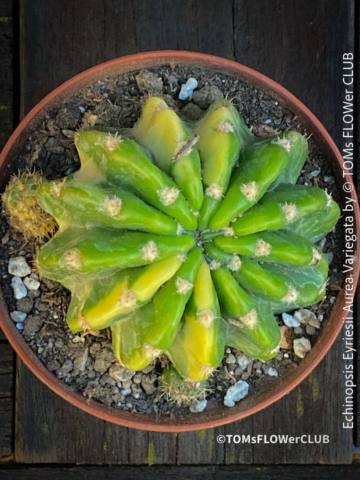 Echinopsis Eyriesii Aurea Variegata cactus for sale at TOMs FLOWer CLUB.