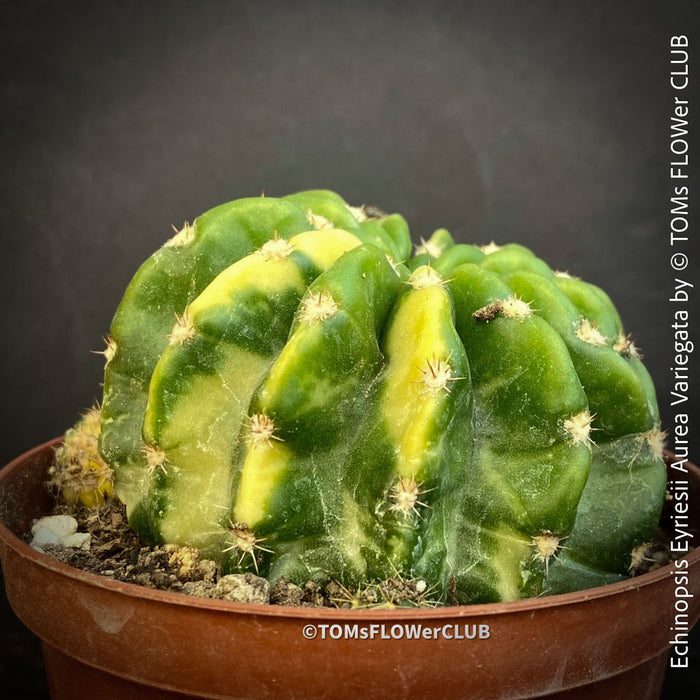 Echinopsis Eyriesii Aurea Variegata cactus for sale at TOMs FLOWer CLUB.