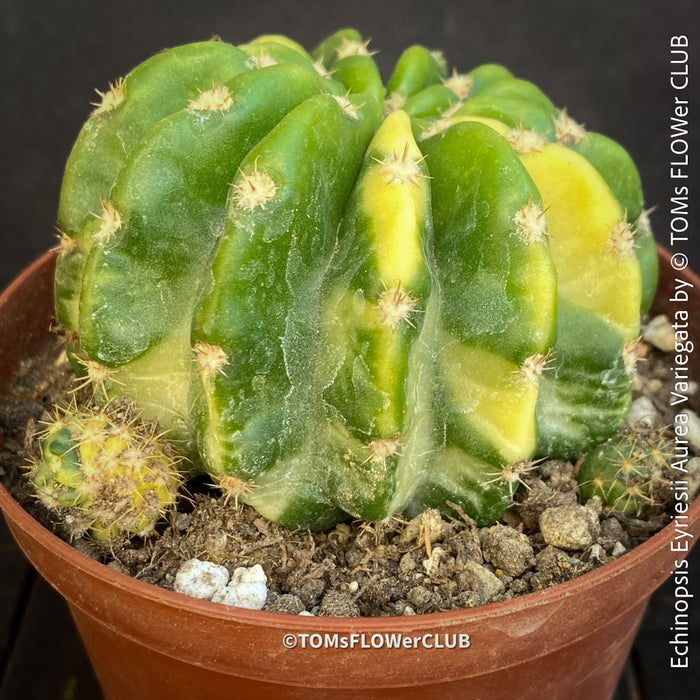 Echinopsis Eyriesii Aurea Variegata cactus for sale at TOMs FLOWer CLUB.