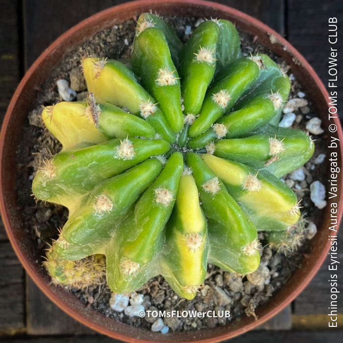 Echinopsis Eyriesii Aurea Variegata cactus for sale at TOMs FLOWer CLUB.