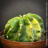 Echinopsis Eyriesii Aurea Variegata cactus for sale at TOMs FLOWer CLUB.
