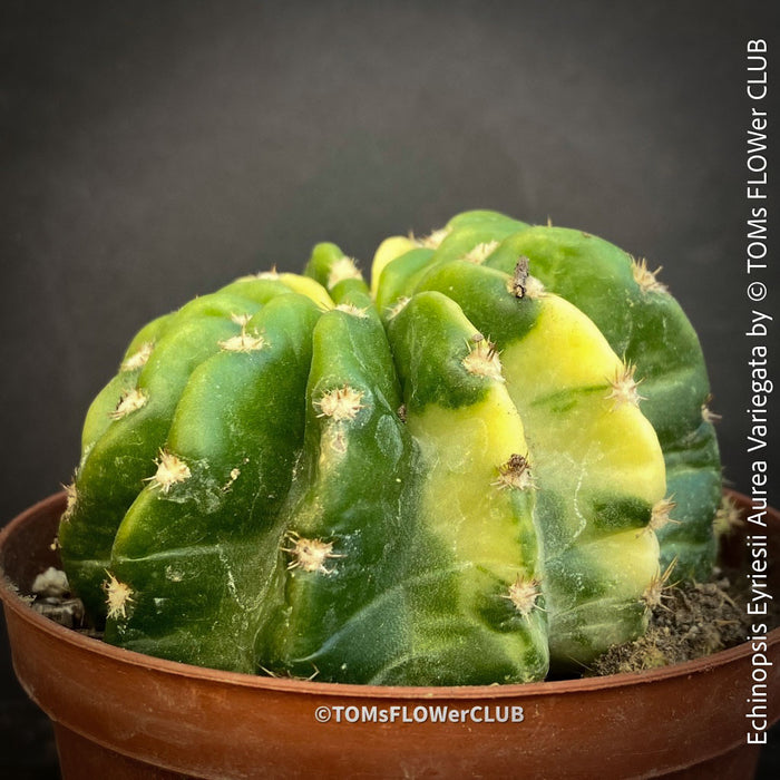 Echinopsis Eyriesii Aurea Variegata cactus for sale at TOMs FLOWer CLUB.