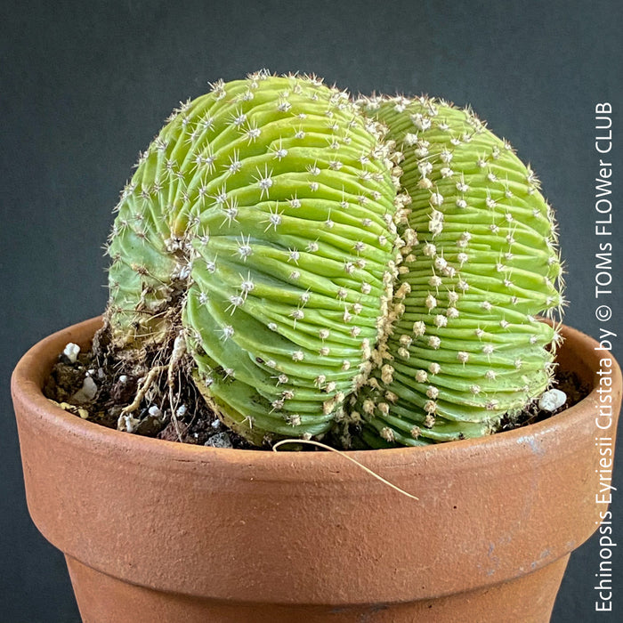 Crested Echinopsis Eyriesii Cristata in Sunlight: "Echinopsis Eyriesii Cristata cactus with brain-like crested formations basking in sunlight."