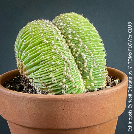 Echinopsis Eyriesii Cristata Close-Up, Close-up of a rare Echinopsis Eyriesii Cristata cactus with unique crested growth, potted in a clay pot.