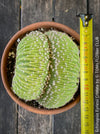 Echinopsis Eyriesii Cristata in Organic Cactus Soil: "Healthy Echinopsis Eyriesii Cristata cactus planted in organic, well-drained cactus soil mix."