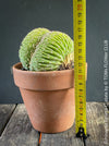 Echinopsis Eyriesii Cristata Outdoor Display: "Rare Echinopsis Eyriesii Cristata cactus displayed outdoors in a clay pot, perfect for sunny locations."