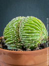 Unique Crested Growth of Echinopsis Eyriesii Cristata: "Unique crested growth of the Echinopsis Eyriesii Cristata cactus, a collector's plant with striking features."