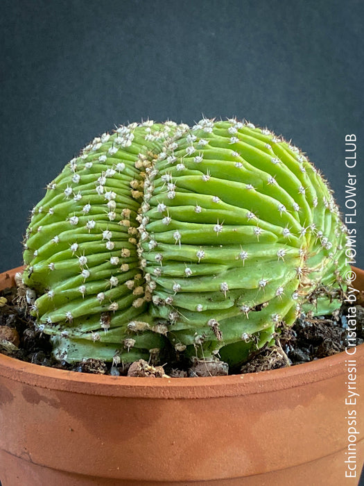 Unique Crested Growth of Echinopsis Eyriesii Cristata: "Unique crested growth of the Echinopsis Eyriesii Cristata cactus, a collector's plant with striking features."