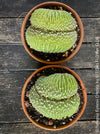 Summer Blooming Echinopsis Eyriesii Cristata: "Echinopsis Eyriesii Cristata cactus blooming in summer, following a winter dormancy period."