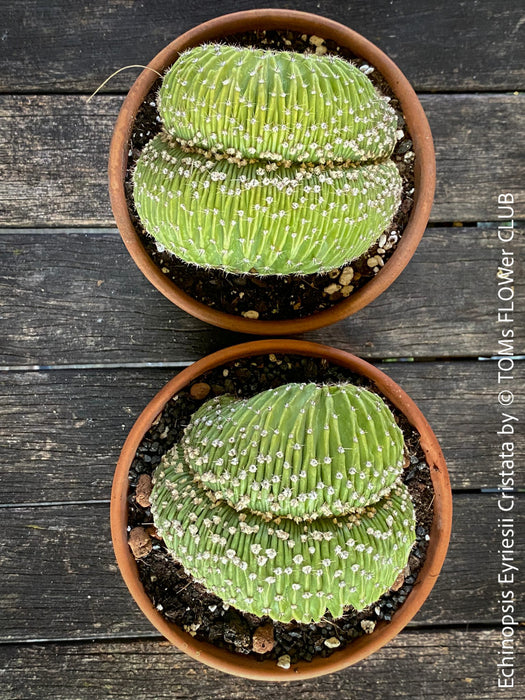 Summer Blooming Echinopsis Eyriesii Cristata: "Echinopsis Eyriesii Cristata cactus blooming in summer, following a winter dormancy period."