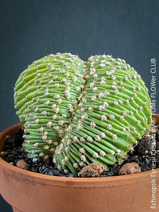 Echinopsis Eyriesii Cristata in Clay Pot: "Robust Echinopsis Eyriesii Cristata cactus planted in a clay pot, grown with 100% organic care."