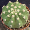 Echinopsis Subdenudata,white flowering cactus, also called Domino Cactus, organically grown succulent plants for sale at TOMs FLOWer CLUB.