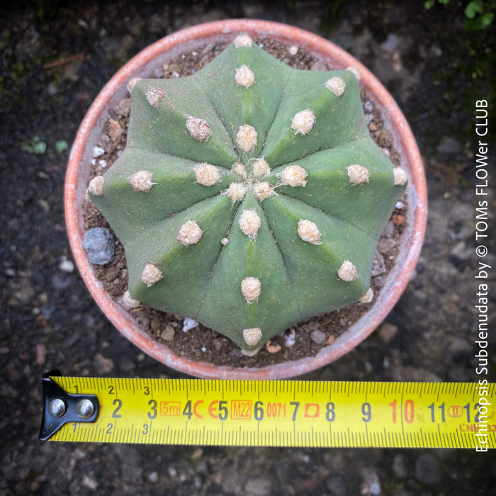 Echinopsis Subdenudata,white flowering cactus, also called Domino Cactus, organically grown succulent plants for sale at TOMs FLOWer CLUB.