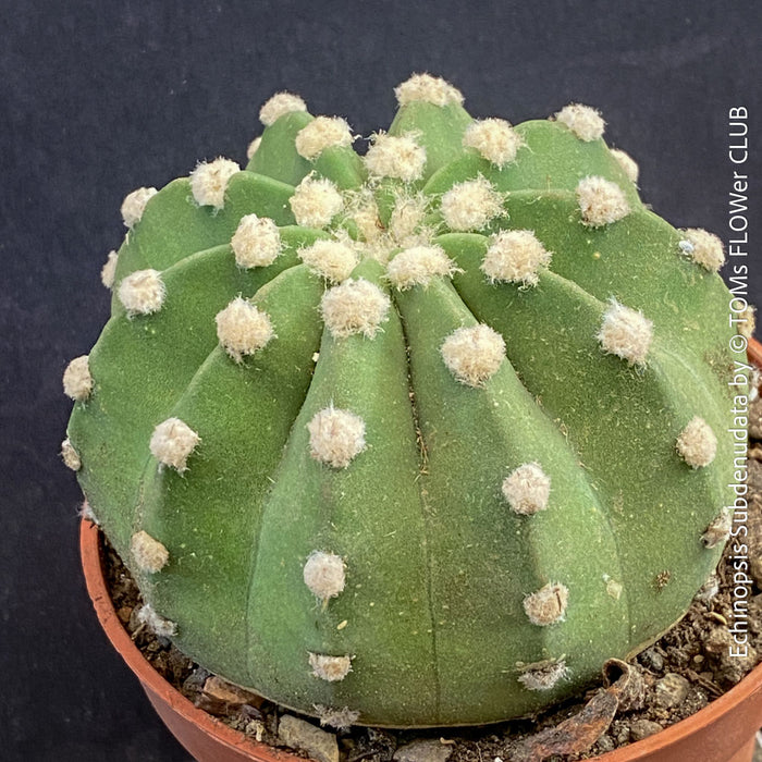 Echinopsis Subdenudata,white flowering cactus, also called Domino Cactus, organically grown succulent plants for sale at TOMs FLOWer CLUB.
