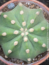 Echinopsis Subdenudata,white flowering cactus, also called Domino Cactus, organically grown succulent plants for sale at TOMs FLOWer CLUB.