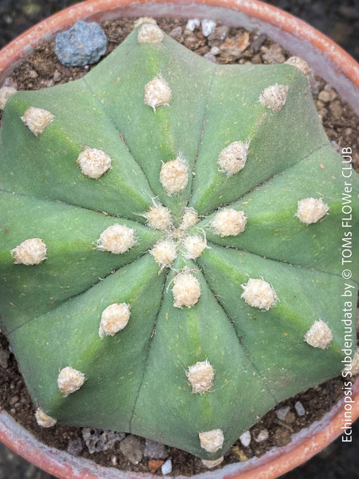 Echinopsis Subdenudata,white flowering cactus, also called Domino Cactus, organically grown succulent plants for sale at TOMs FLOWer CLUB.