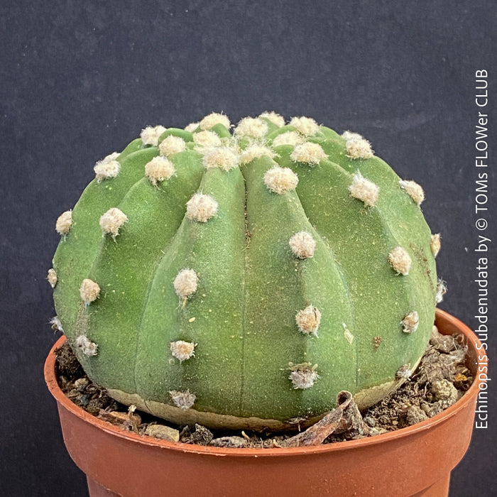 Echinopsis Subdenudata,white flowering cactus, also called Domino Cactus, organically grown succulent plants for sale at TOMs FLOWer CLUB.