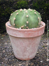 Echinopsis Subdenudata,white flowering cactus, also called Domino Cactus, organically grown succulent plants for sale at TOMs FLOWer CLUB.