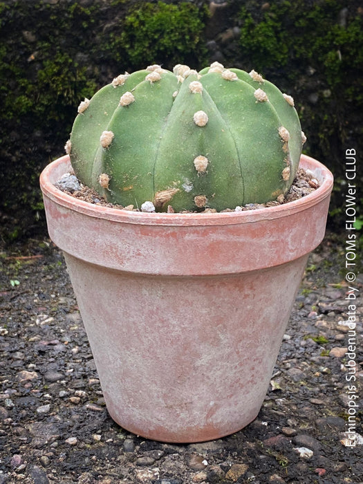 Echinopsis Subdenudata,white flowering cactus, also called Domino Cactus, organically grown succulent plants for sale at TOMs FLOWer CLUB.