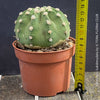Echinopsis Subdenudata,white flowering cactus, also called Domino Cactus, organically grown succulent plants for sale at TOMs FLOWer CLUB.