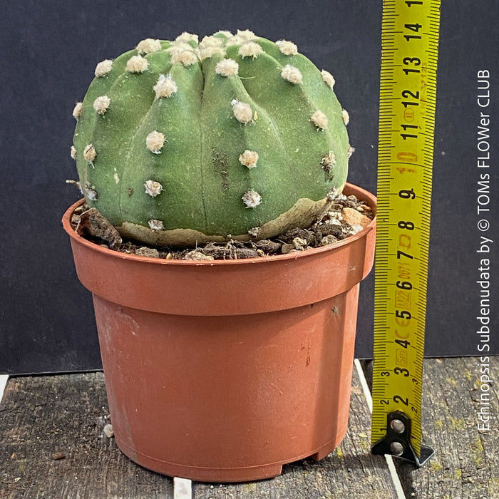 Echinopsis Subdenudata,white flowering cactus, also called Domino Cactus, organically grown succulent plants for sale at TOMs FLOWer CLUB.